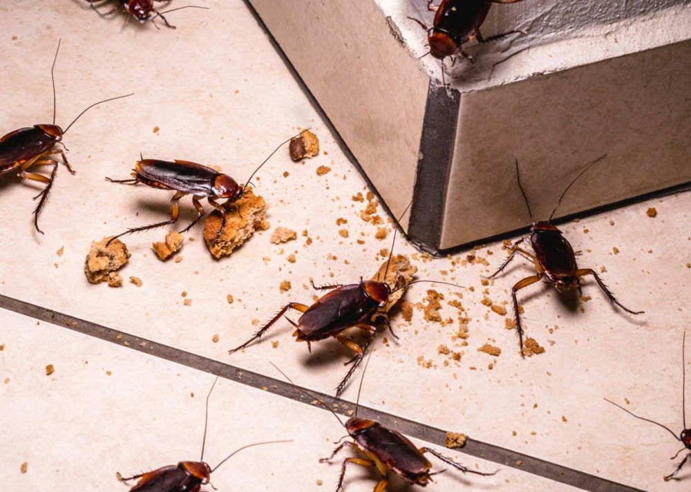 Gippsland Pest Control