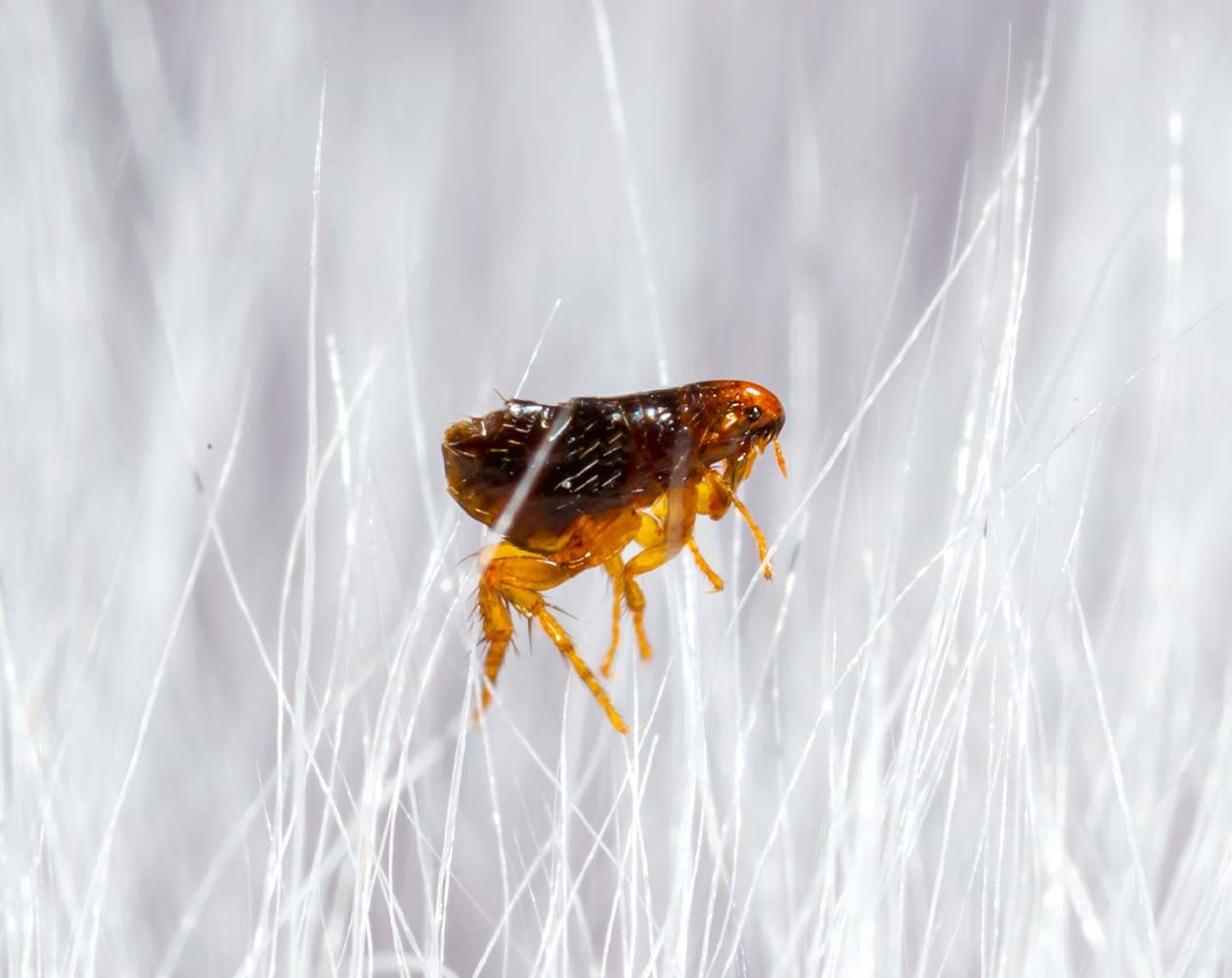 Gippsland Pest Control