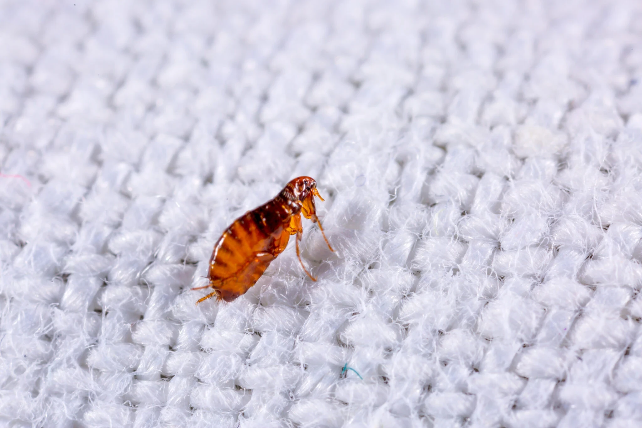 Flea Inspection Process