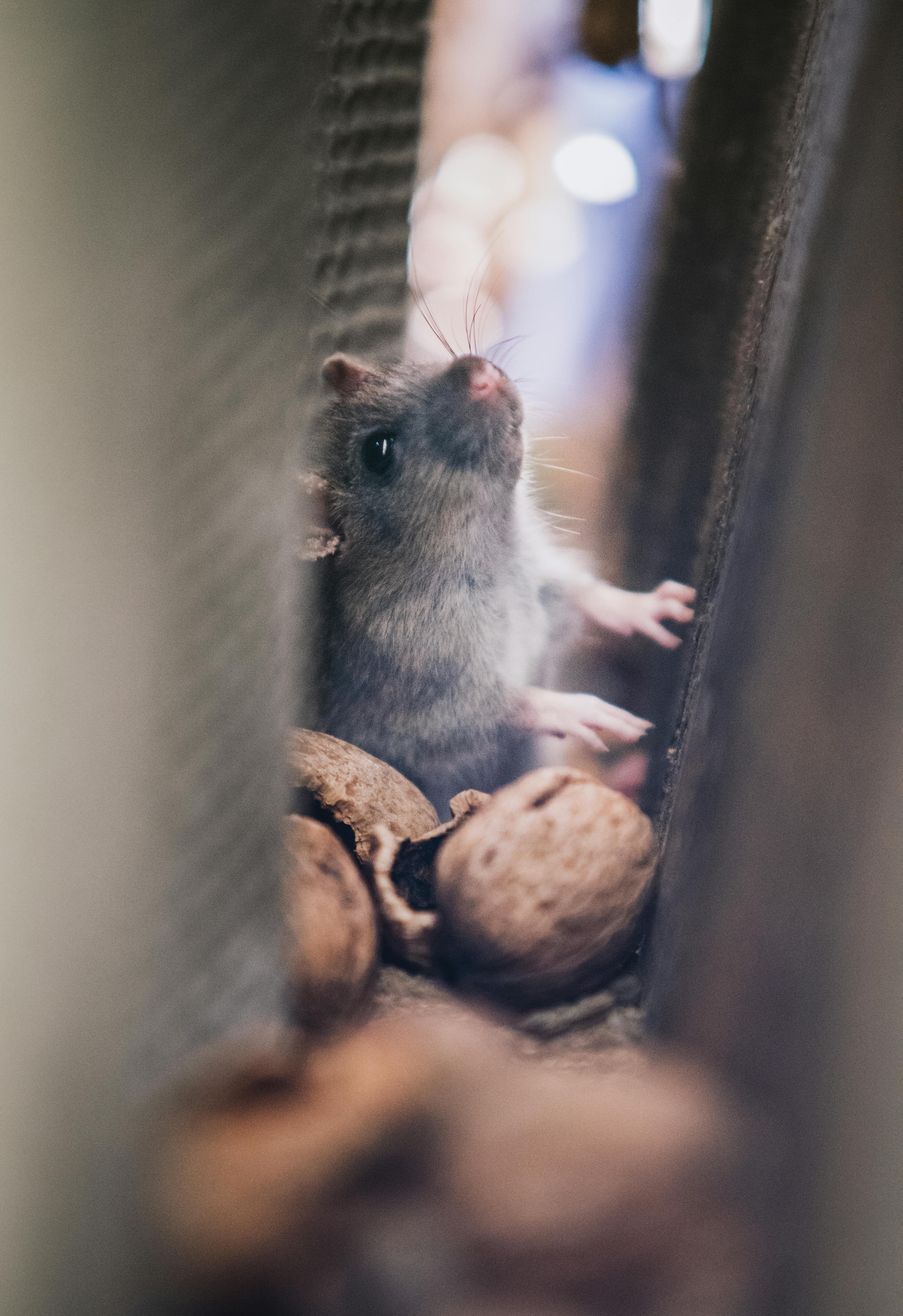 Gippsland Pest Control