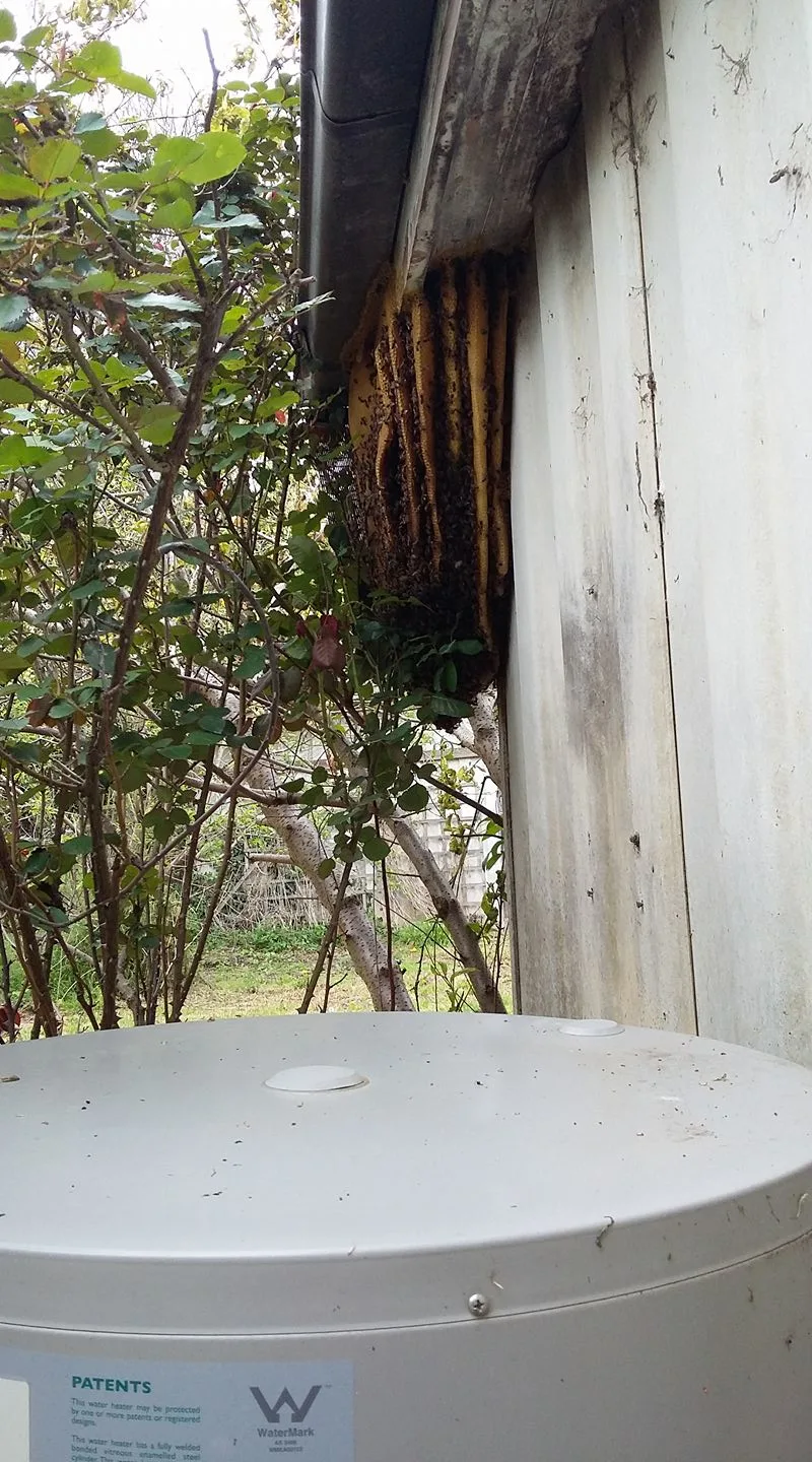Termite Prevention
