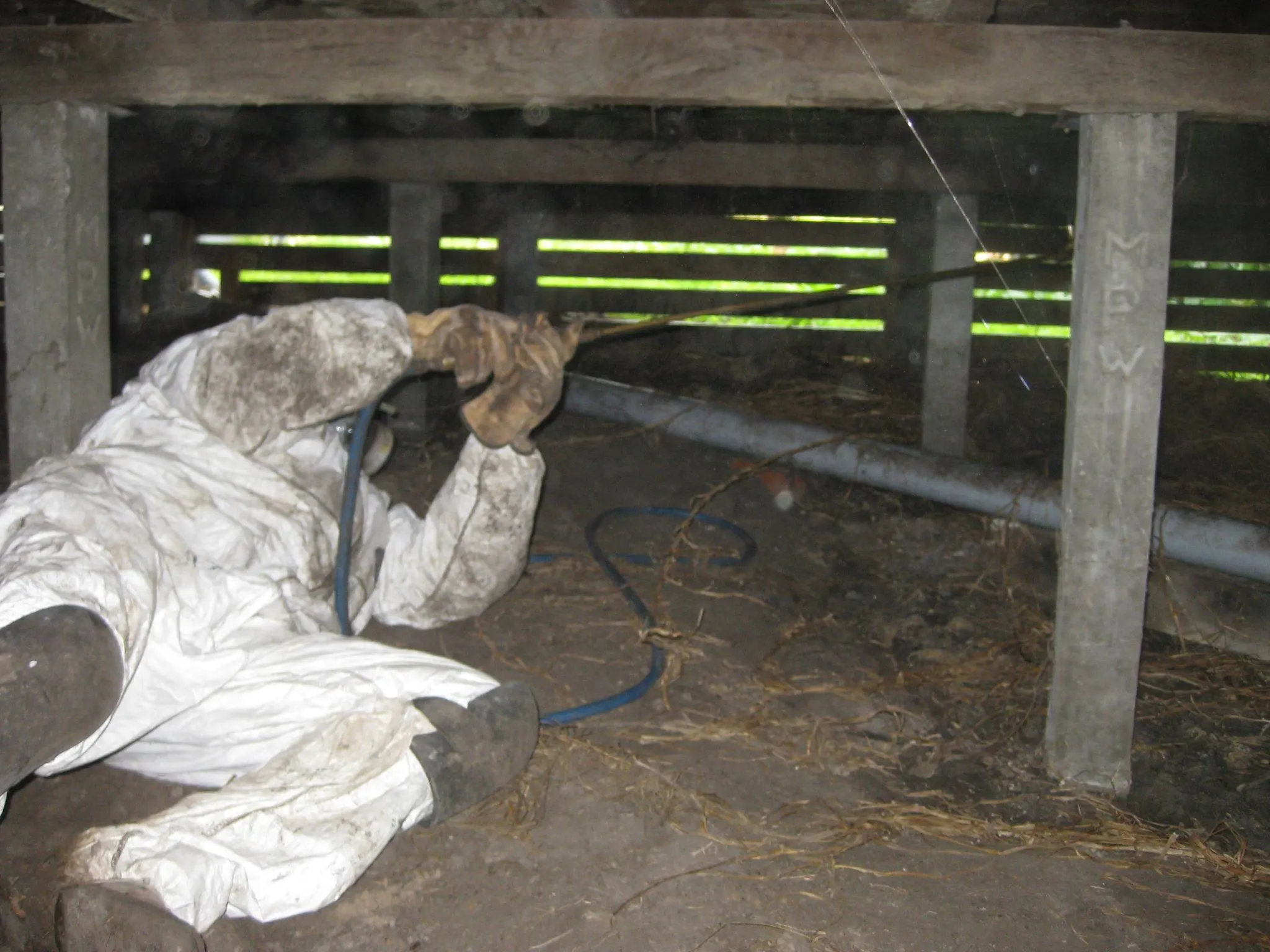 Termite Inspection